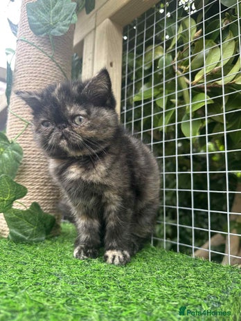 Exotic cats - Advert 3