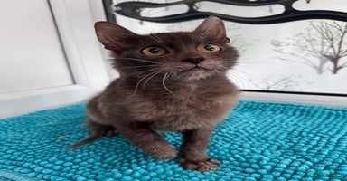 Lykoi cats - Advert 3