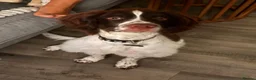 English Springer Spaniel dogs for sale: This is milo in Newport - Advert 5