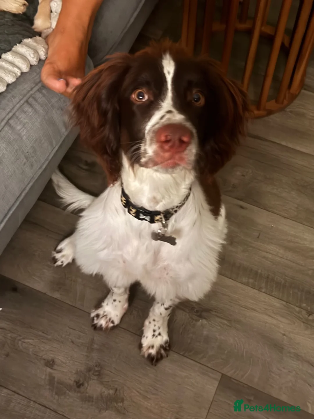 English Springer Spaniel dogs for sale: This is milo in Newport - Advert 5