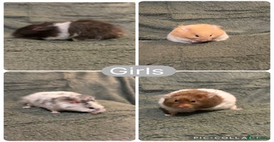 Hamster rodents - Advert 6