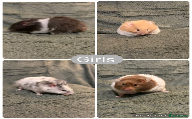 Hamster rodents - Advert 3