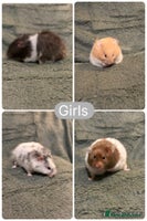 Hamster rodents - Advert 8