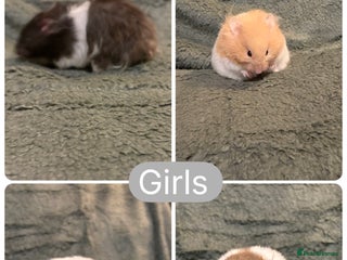 Hamster rodents - Advert 3