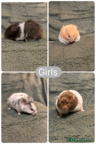 Hamster rodents - Advert 3