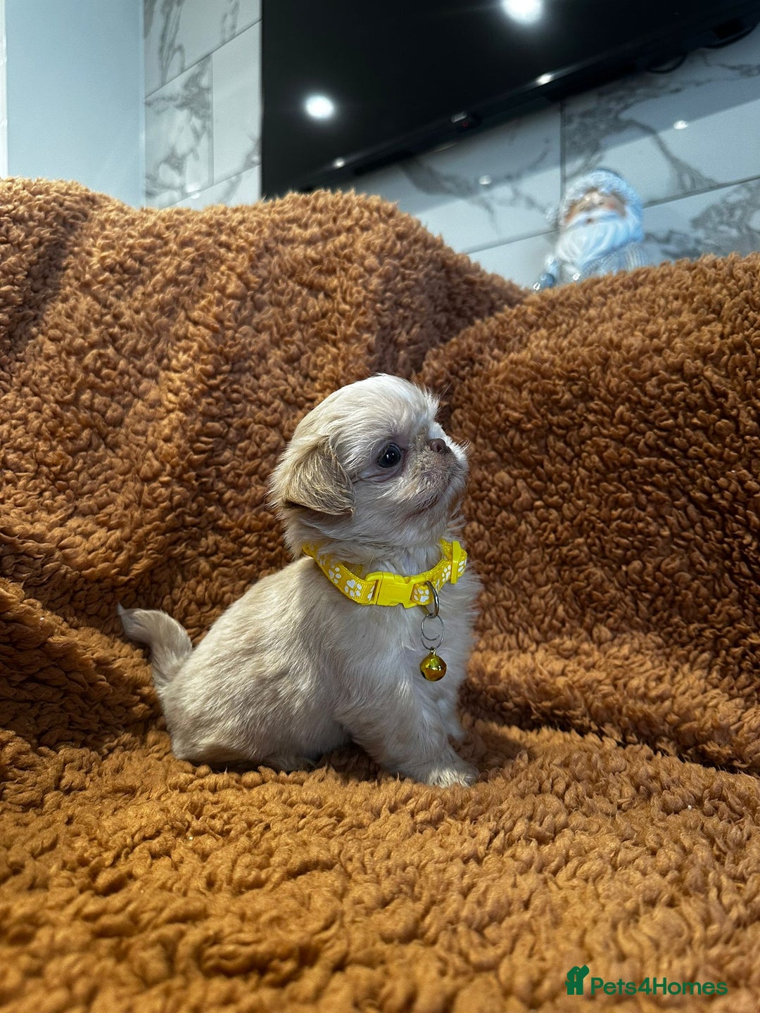 Shih Tzu dogs for sale: IMRERIAL SHIHTZU PUPPIES - Advert 3