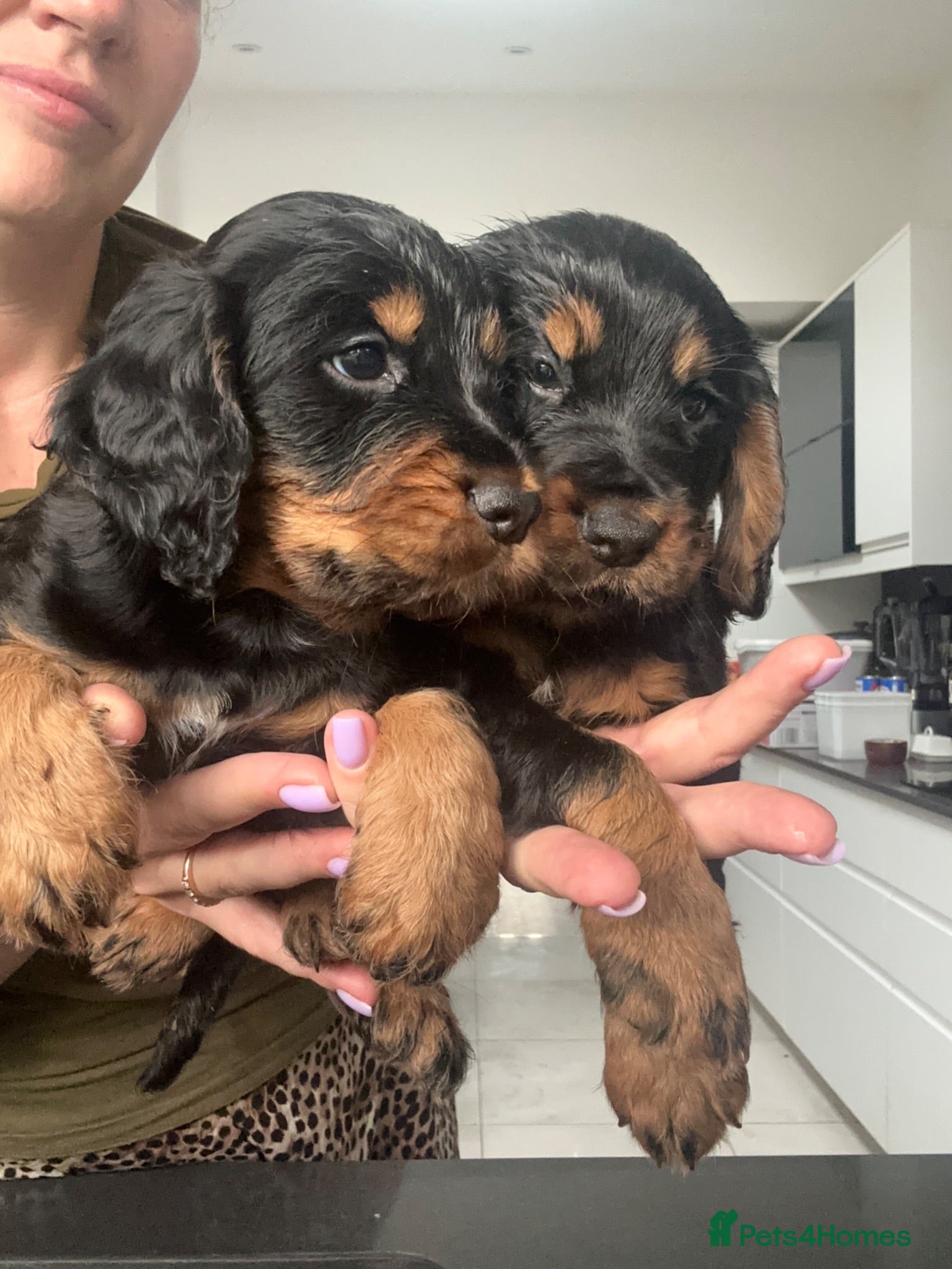 Cocker Spaniel dogs KC Registered Cocker Spaniels–DNA Clean parents 👑 - Advert 3