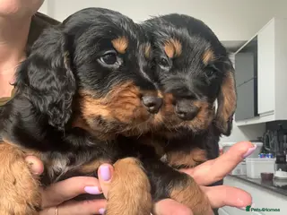 Cocker Spaniel dogs KC Registered Cocker Spaniels–DNA Clean parents 👑 - Advert 3