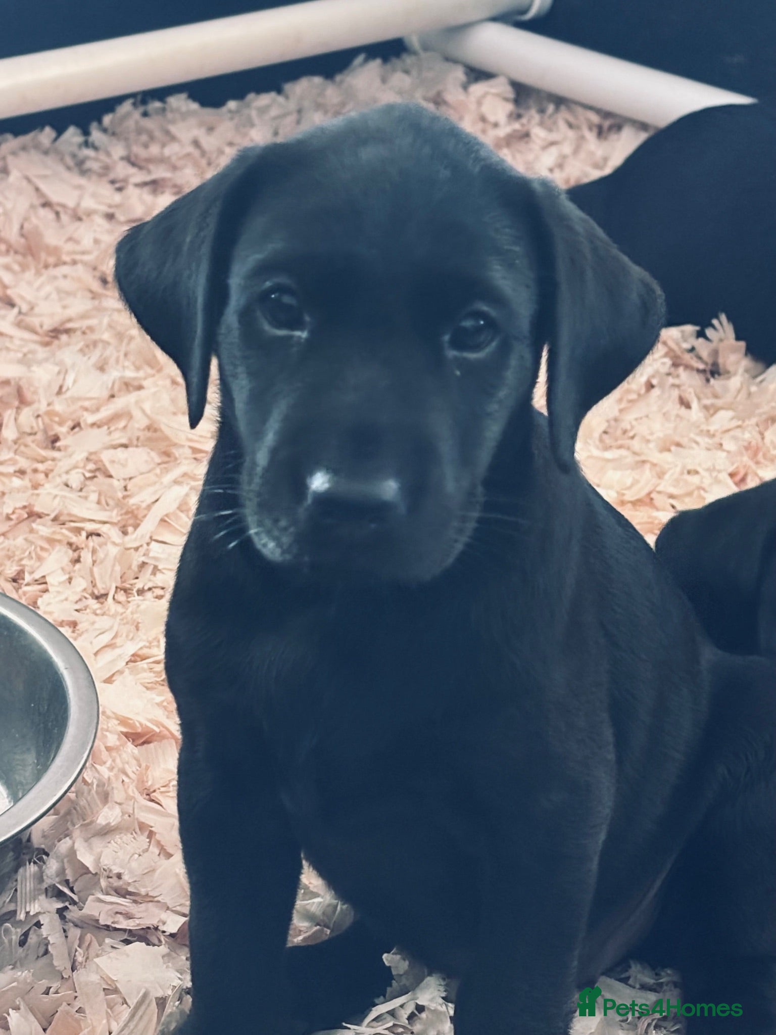 Labrador Retriever dogs Gorgeous litter of black Labrador puppies - Advert 2