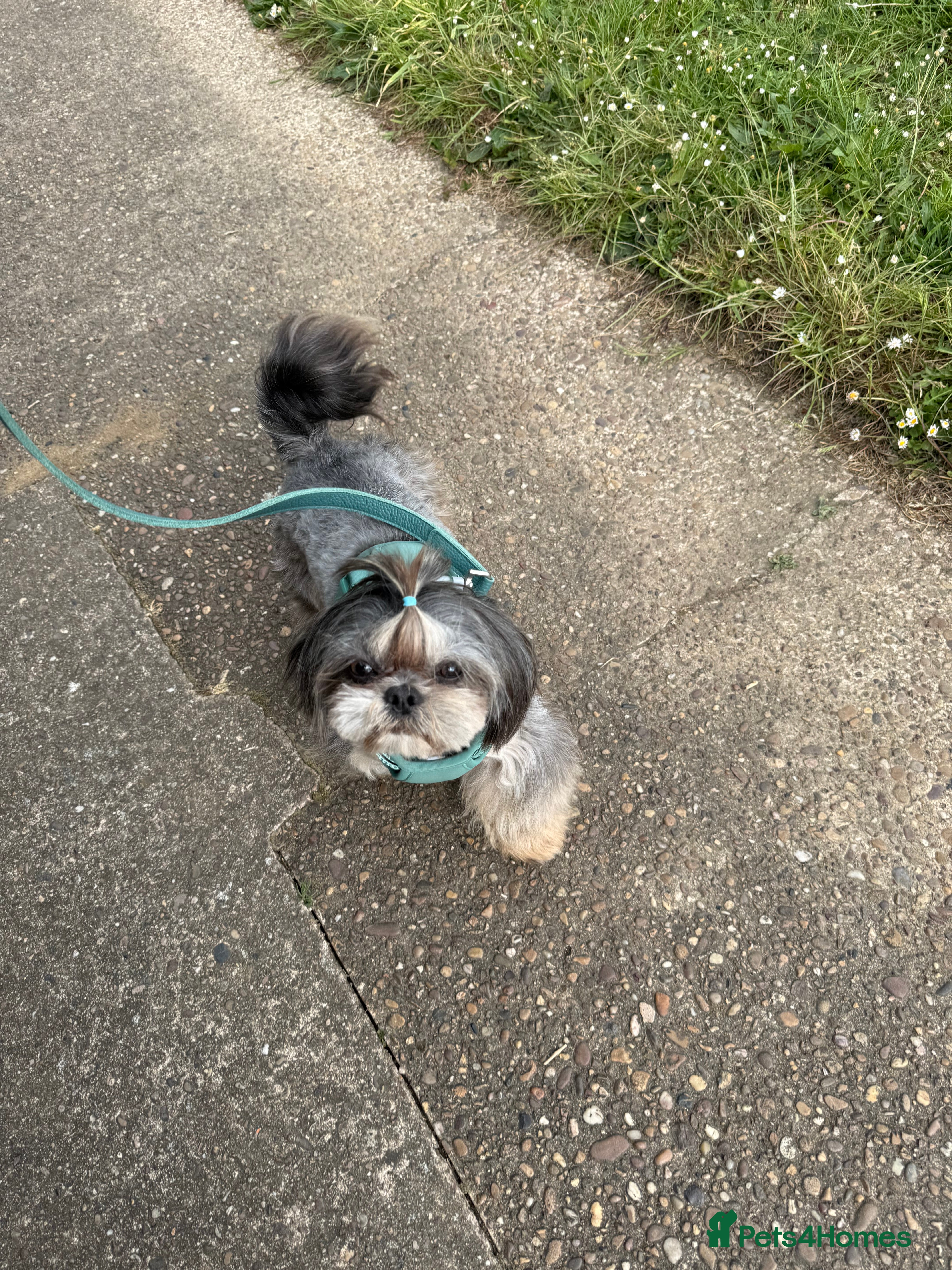Shih Tzu dogs Our Incredible Blue and Tan Stud in Doncaster - Advert 8