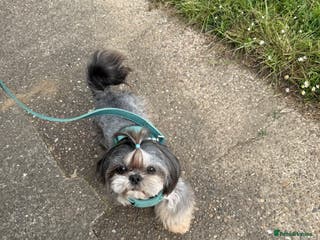 Shih Tzu dogs Our Incredible Blue and Tan Stud in Doncaster - Advert 10