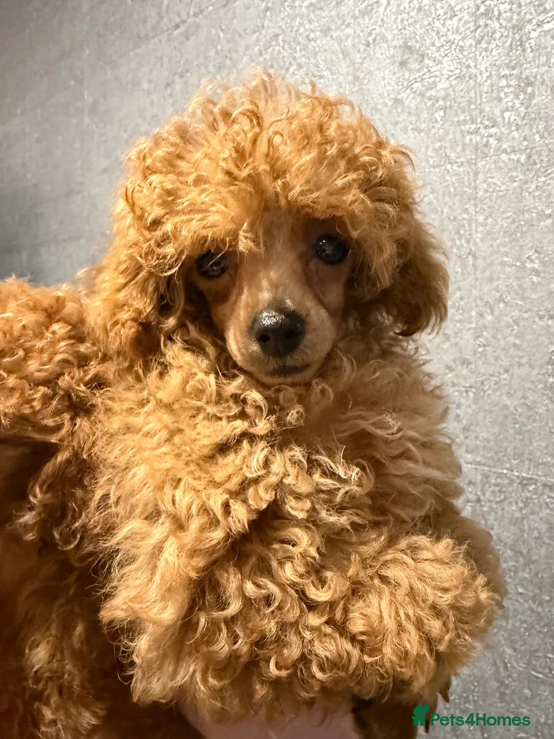 Toy Poodle dogs for sale: Outstanding KC reg Red Toy Poodles  - Advert 6