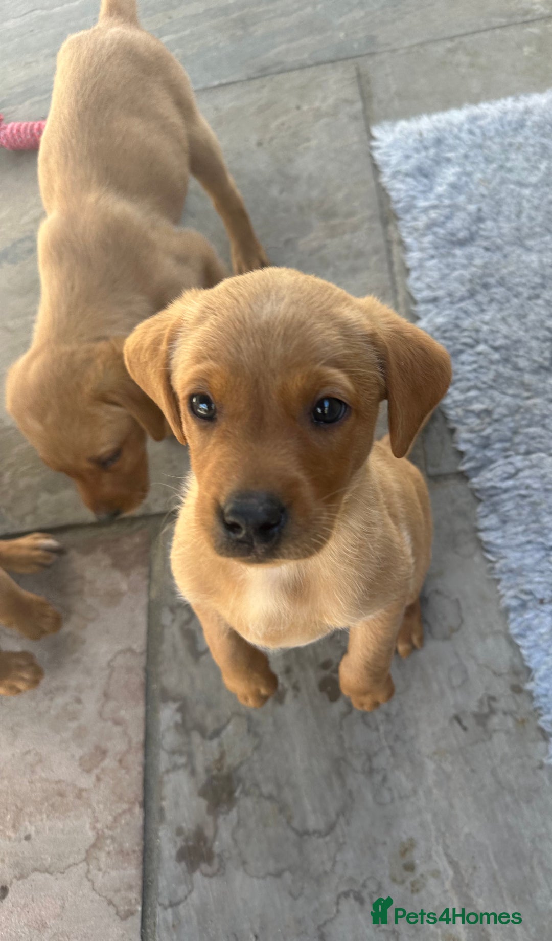 Labrador Retriever dogs for sale: Outstanding deep red Labrador puppies - Image 6