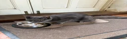 Russian Blue cats for sale: Part Russian Blue 1 Year Old Female (Olive) in Eye - Advert 8