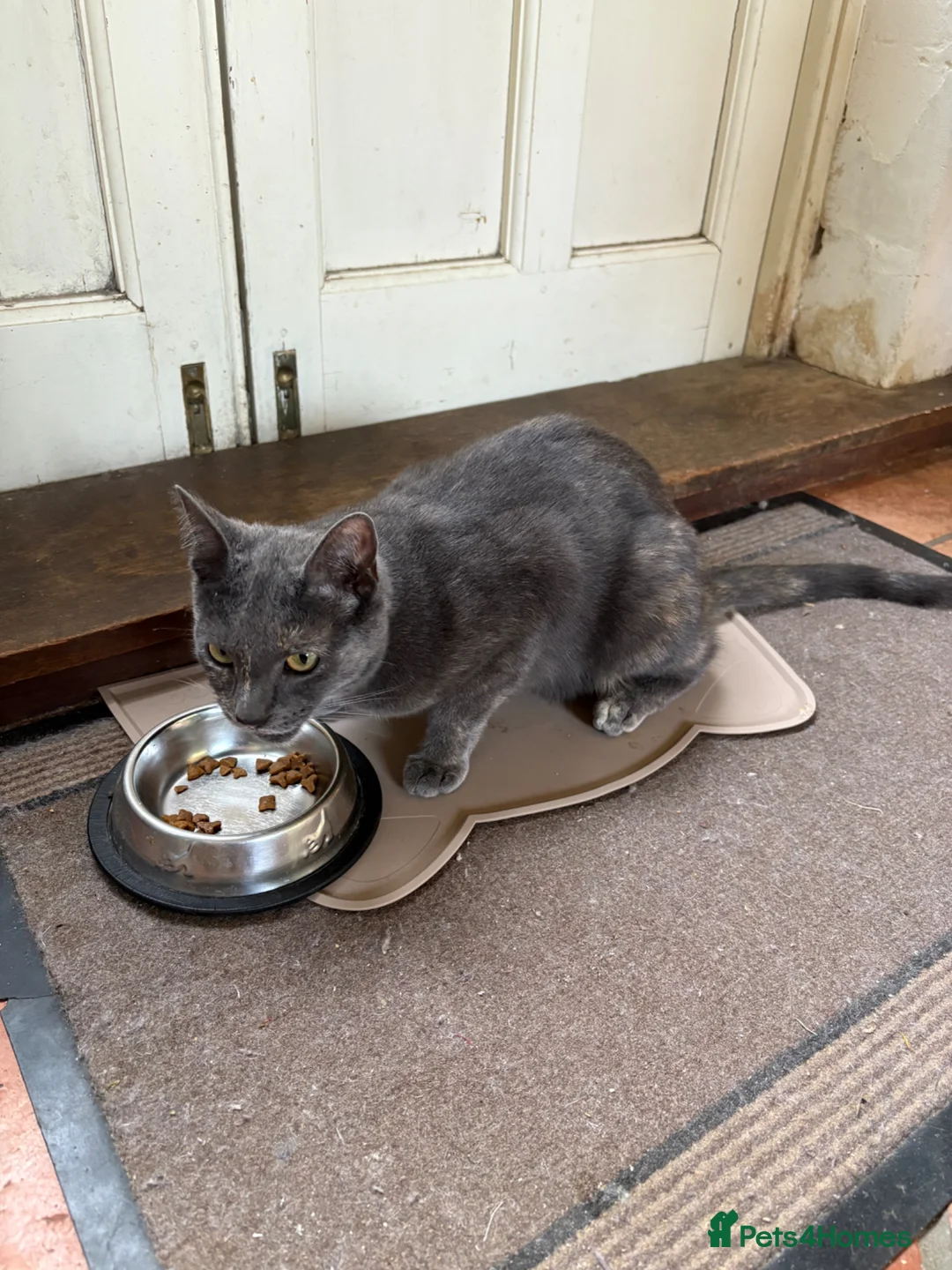 Russian Blue cats for sale: Part Russian Blue 1 Year Old Female (Olive) in Eye - Advert 8