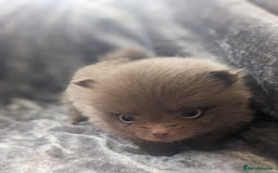 Pomeranian dogs for sale: Pomeranian puppies mixed colours  - Image 7