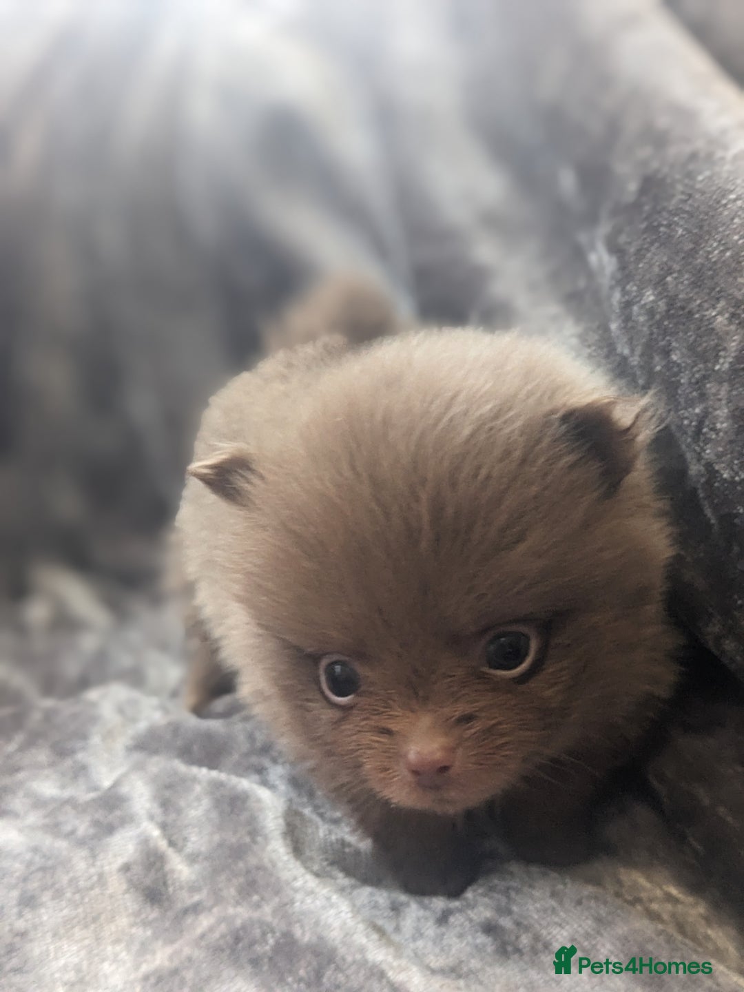 Pomeranian dogs for sale: Pomeranian puppies mixed colours  - Image 7