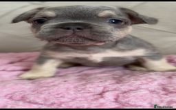 French Bulldog dogs for sale: French bulldog, Floodles, Furnishings  - Image 11