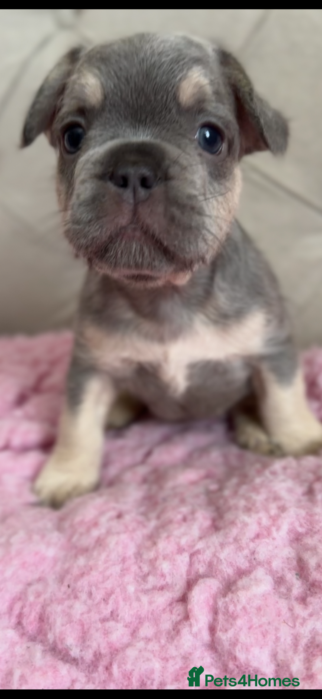 French Bulldog dogs for sale: French bulldog, Floodles, Furnishings  - Image 11