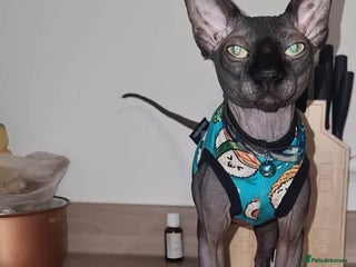 Sphynx cats in Southampton - Advert 18