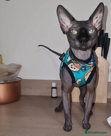 Sphynx cats in Southampton - Advert 14