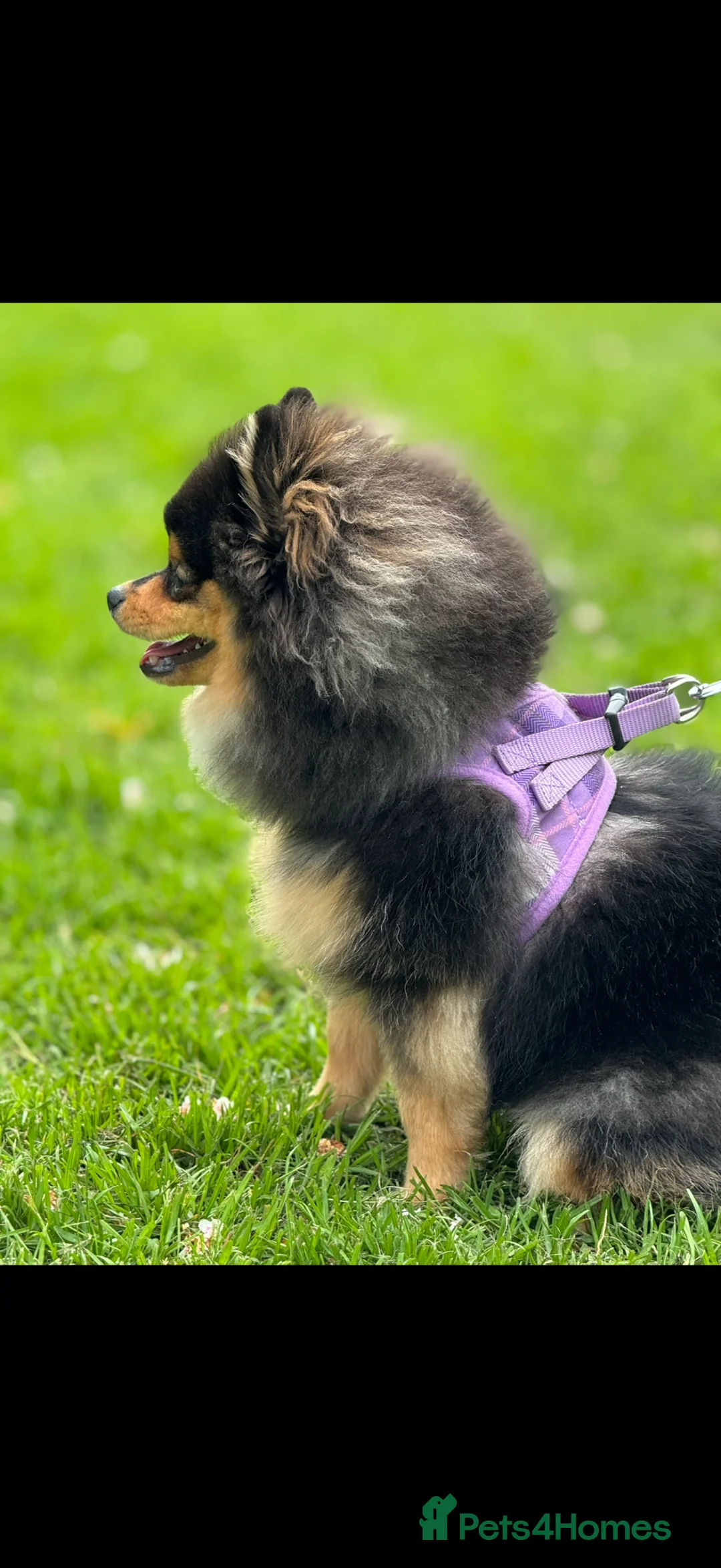 Pomeranian dogs for sale: Loving, Well-Trained Dog Looking for a New Home - Advert 2