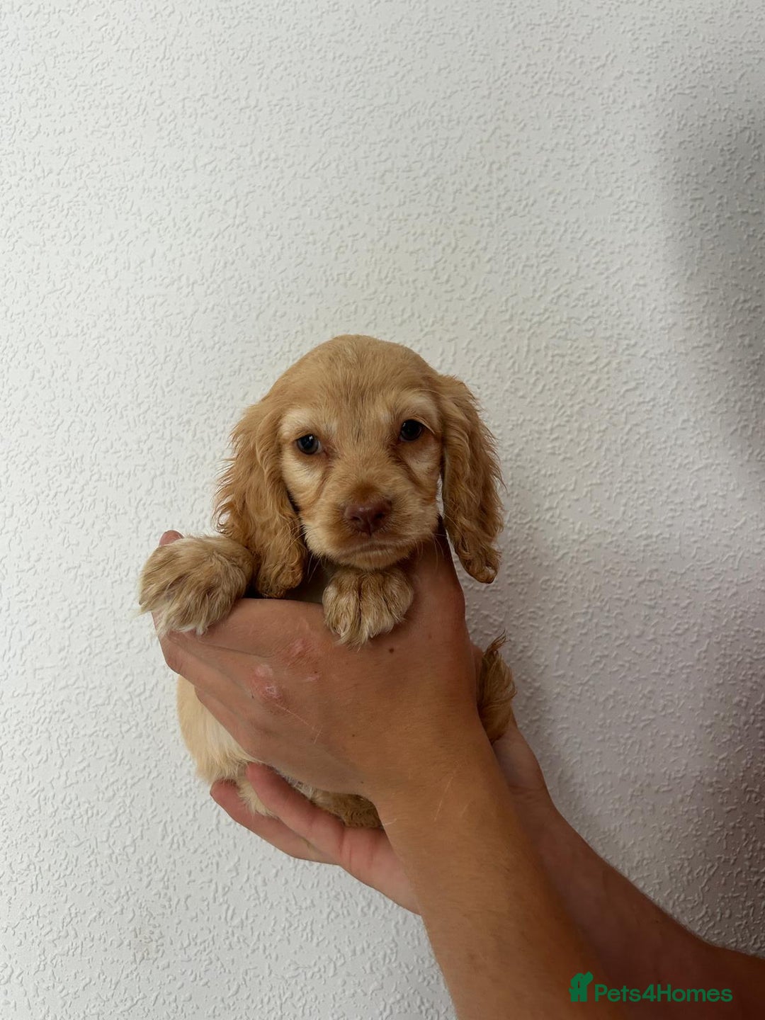 Cocker Spaniel dogs for sale: Cocker spaniel puppies - Image 12