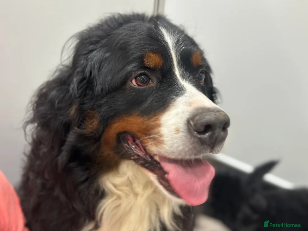 Bernese Mountain Dog dogs for sale: Golden Mountain puppies ready to leave now - Advert 2