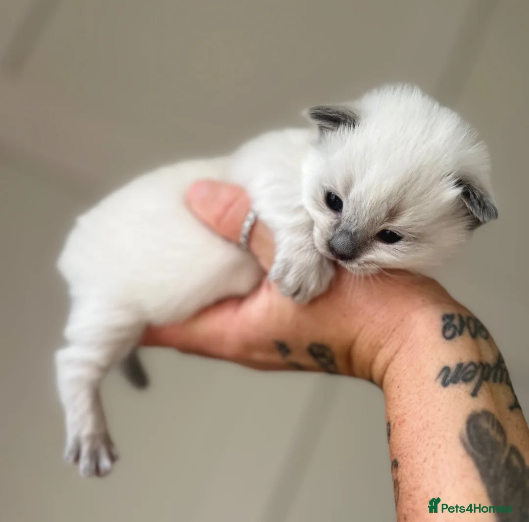 Ragdoll cats for sale: Little boy ragdoll kitten  in Heywood - Advert 1