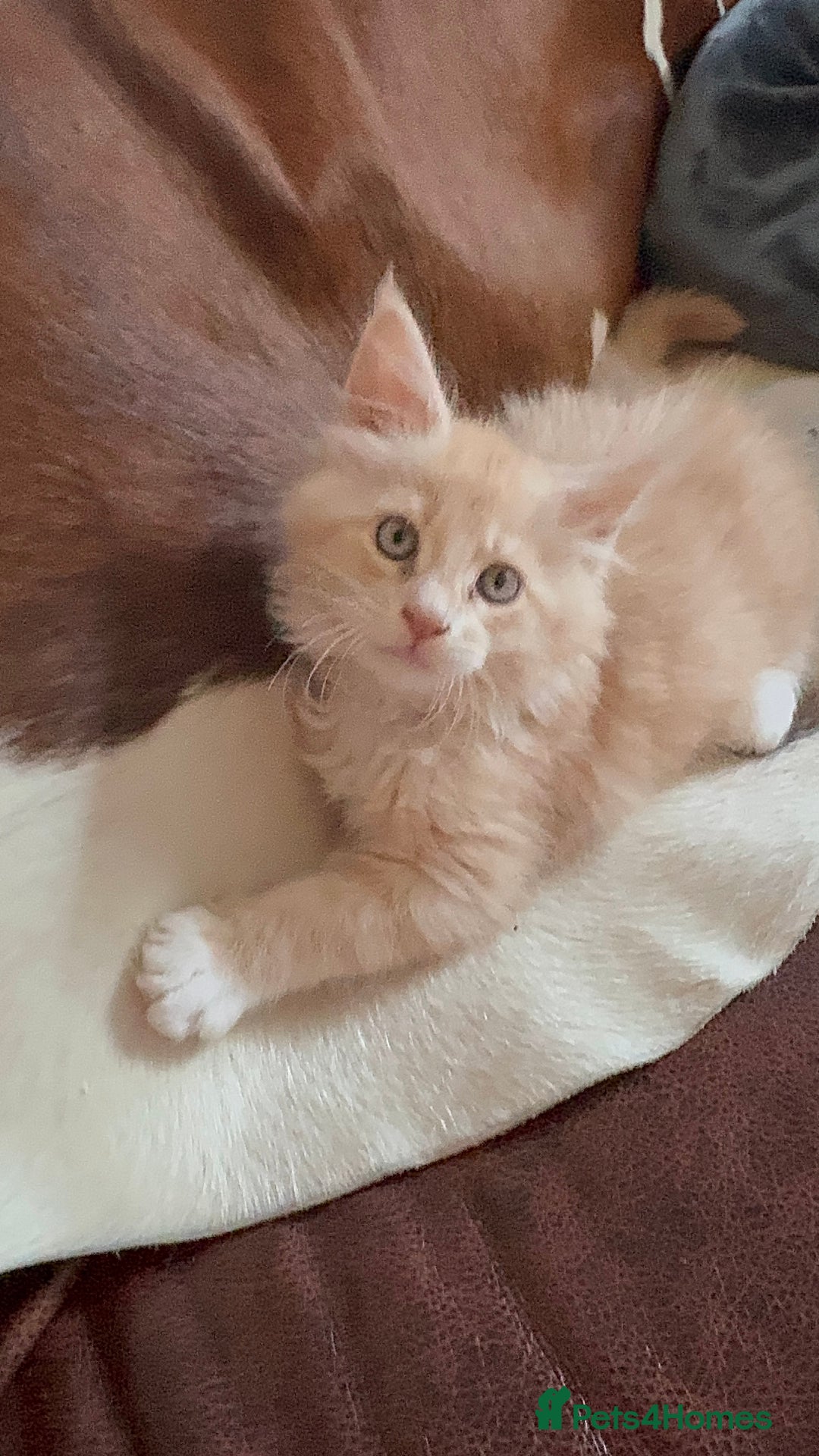 Maine Coon cats for sale: Final kitten left 🧡💛🧡💛 - Image 10