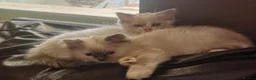 Ragdoll cats for sale: GCCF registered Ragdoll kittens for sale  - Advert 10