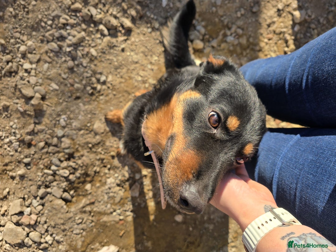 Mixed Breed dogs for sale: Border collie X German shepard female - Image 7