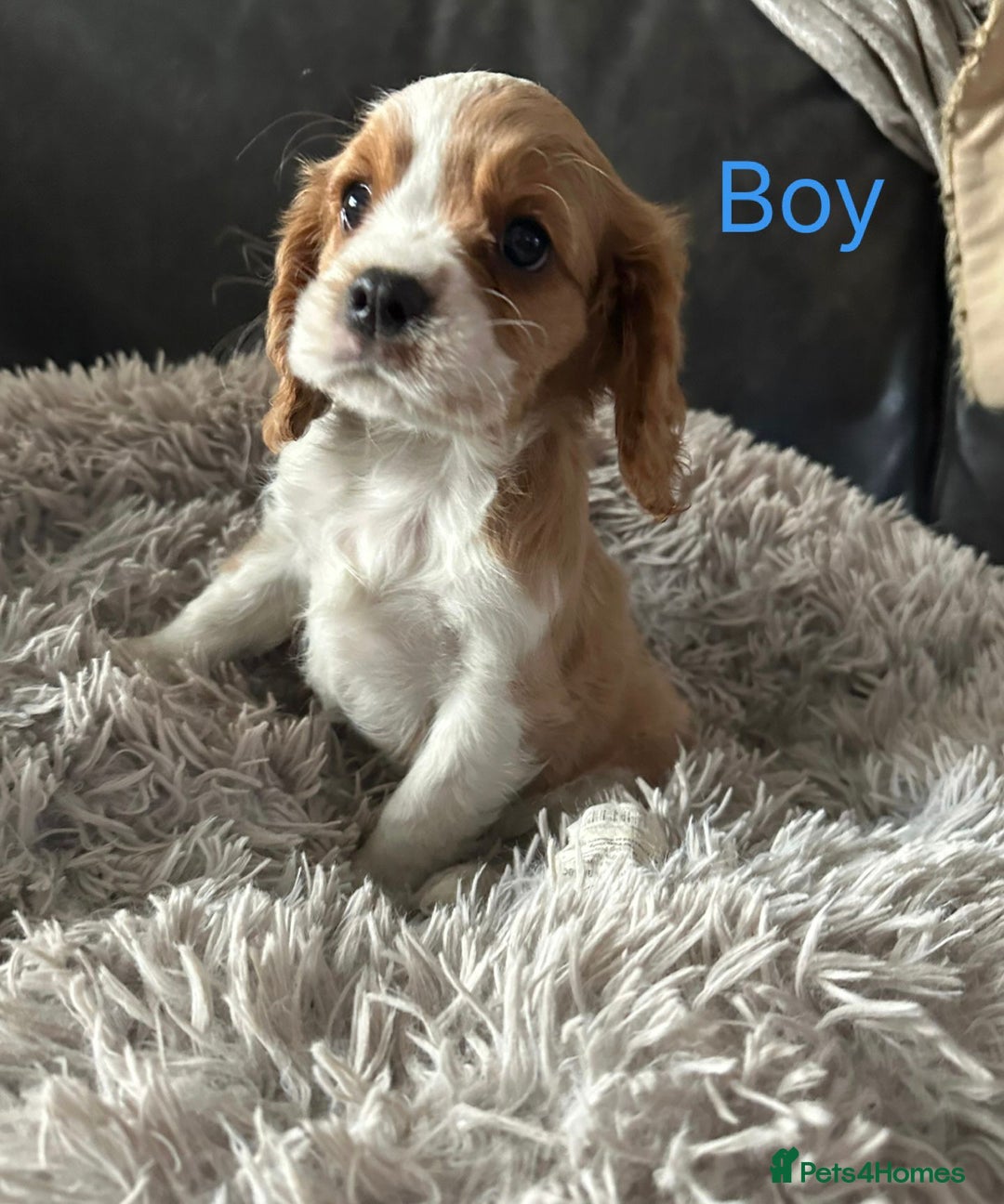 Cavalier King Charles Spaniel dogs for sale: cavalier king Charles pups parents DNA TESTED  - Advert 4