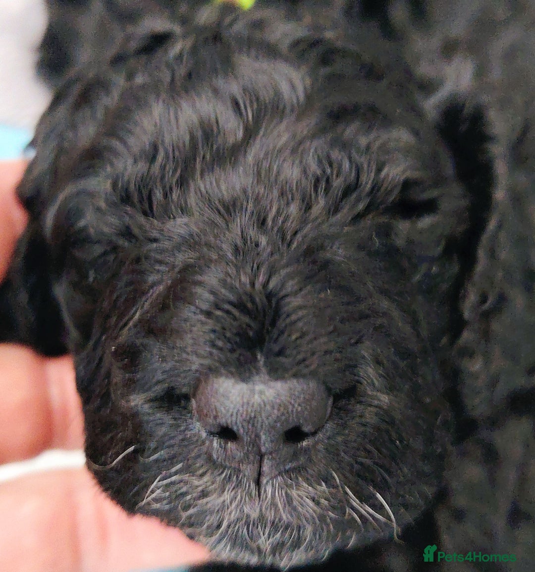 Cockapoo dogs for sale: F3 cockapoo  - Image 12