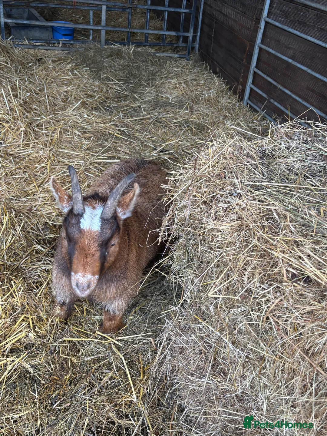 Goats livestock for sale: Pygmy goats - Advert 3