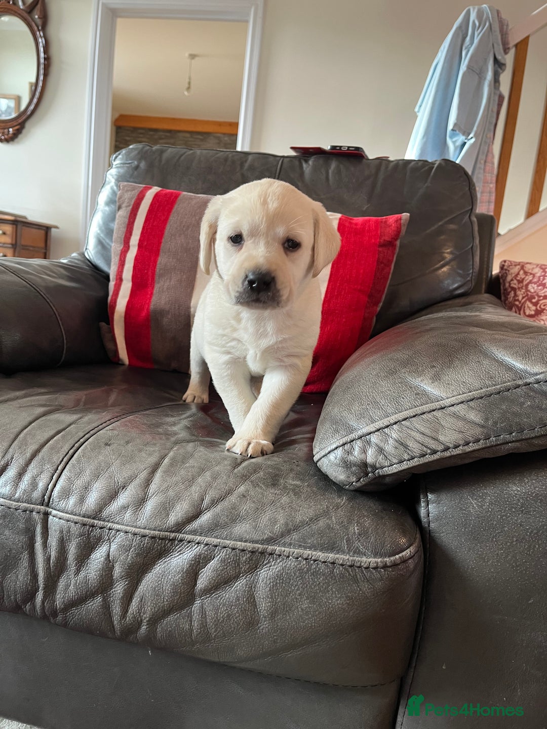 Labrador Retriever dogs for sale: KC reg health tested chunky white Labradors - Advert 18