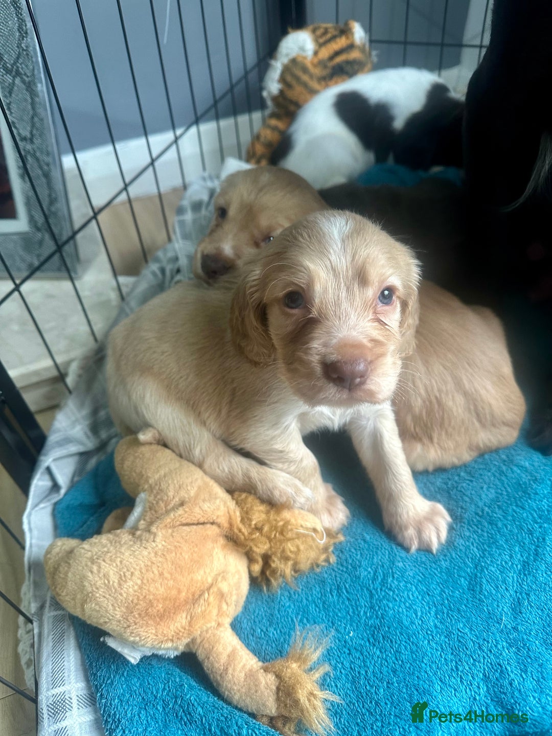 Sprocker dogs for sale: Beautiful spaniel puppies  - Image 7