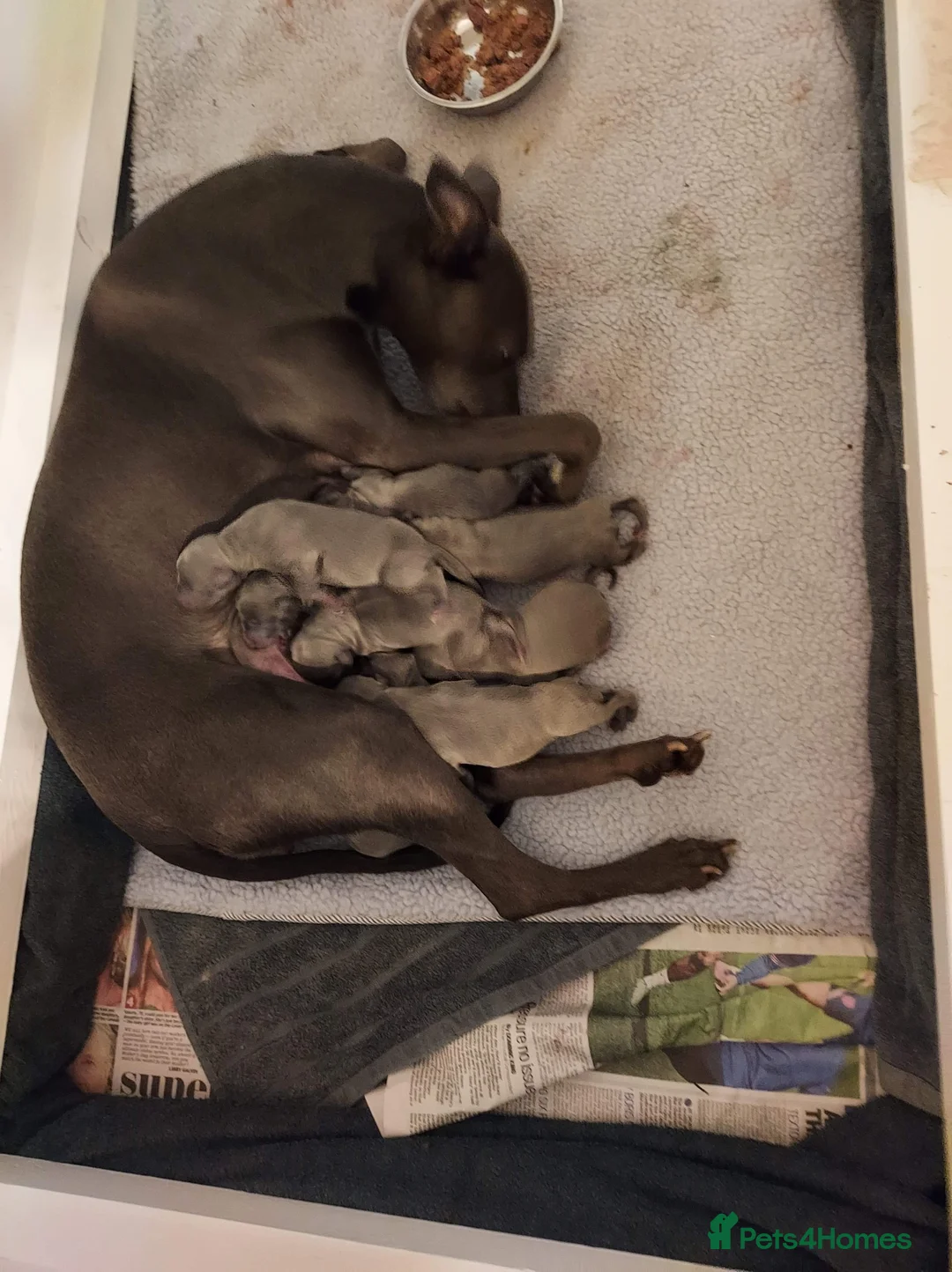 Whippet dogs for stud: Small 19",heart test clear,Full Blue Kc reg stud in Bishop Auckland - Advert 15