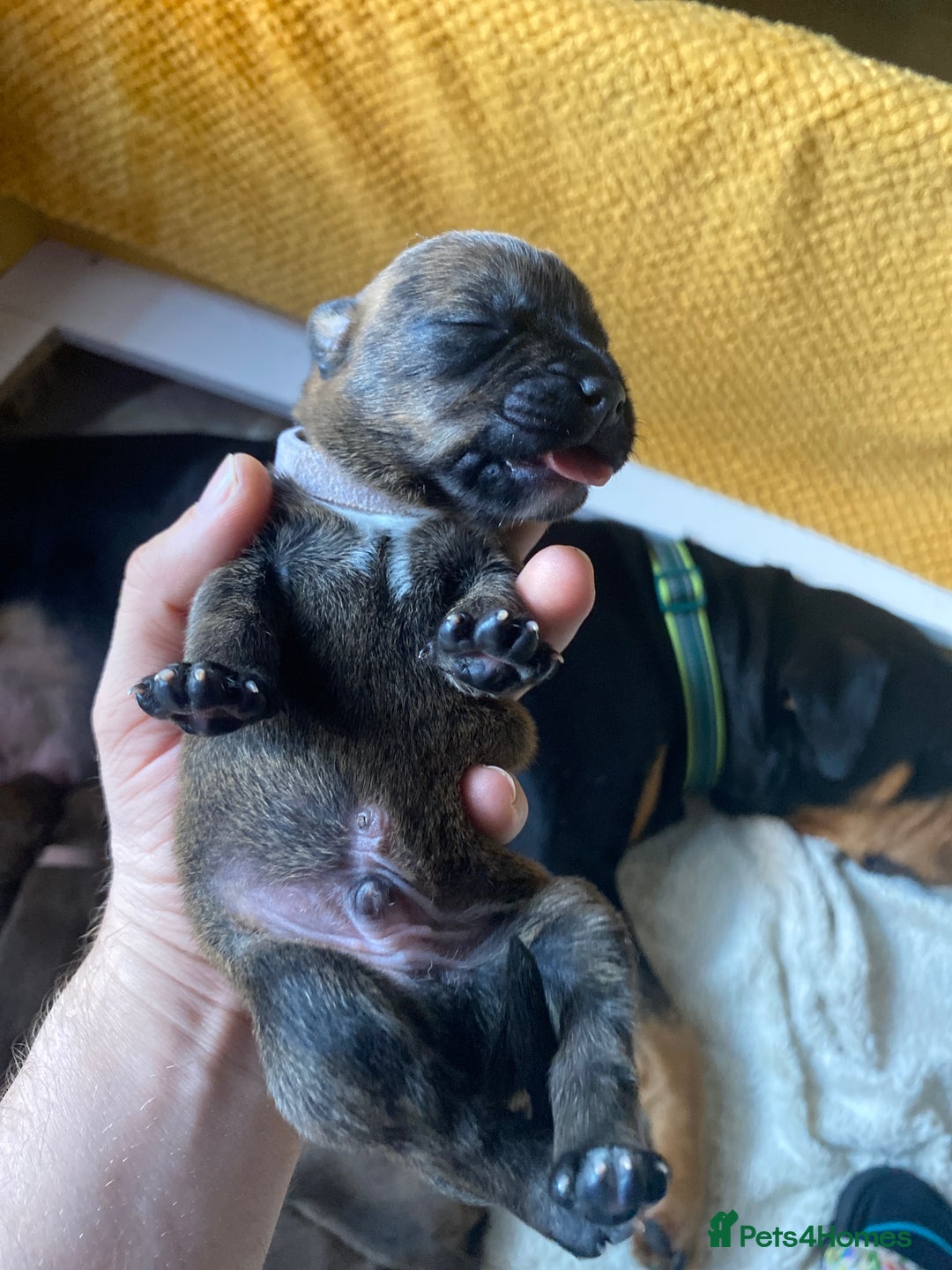 Mixed Breed dogs for sale: Rottweiler  ** taffy puppies - Image 20