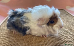 Guinea Pig rodents for sale: Gorgeous baby sows - Image 2