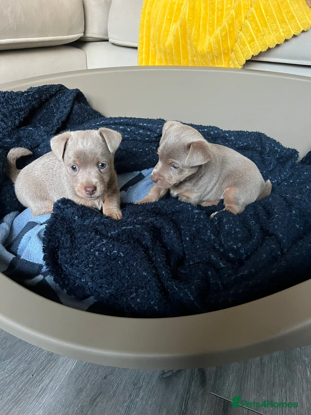 Jack Russell dogs for sale: Stunning lilac and tan jack Russell puppies  - Advert 1