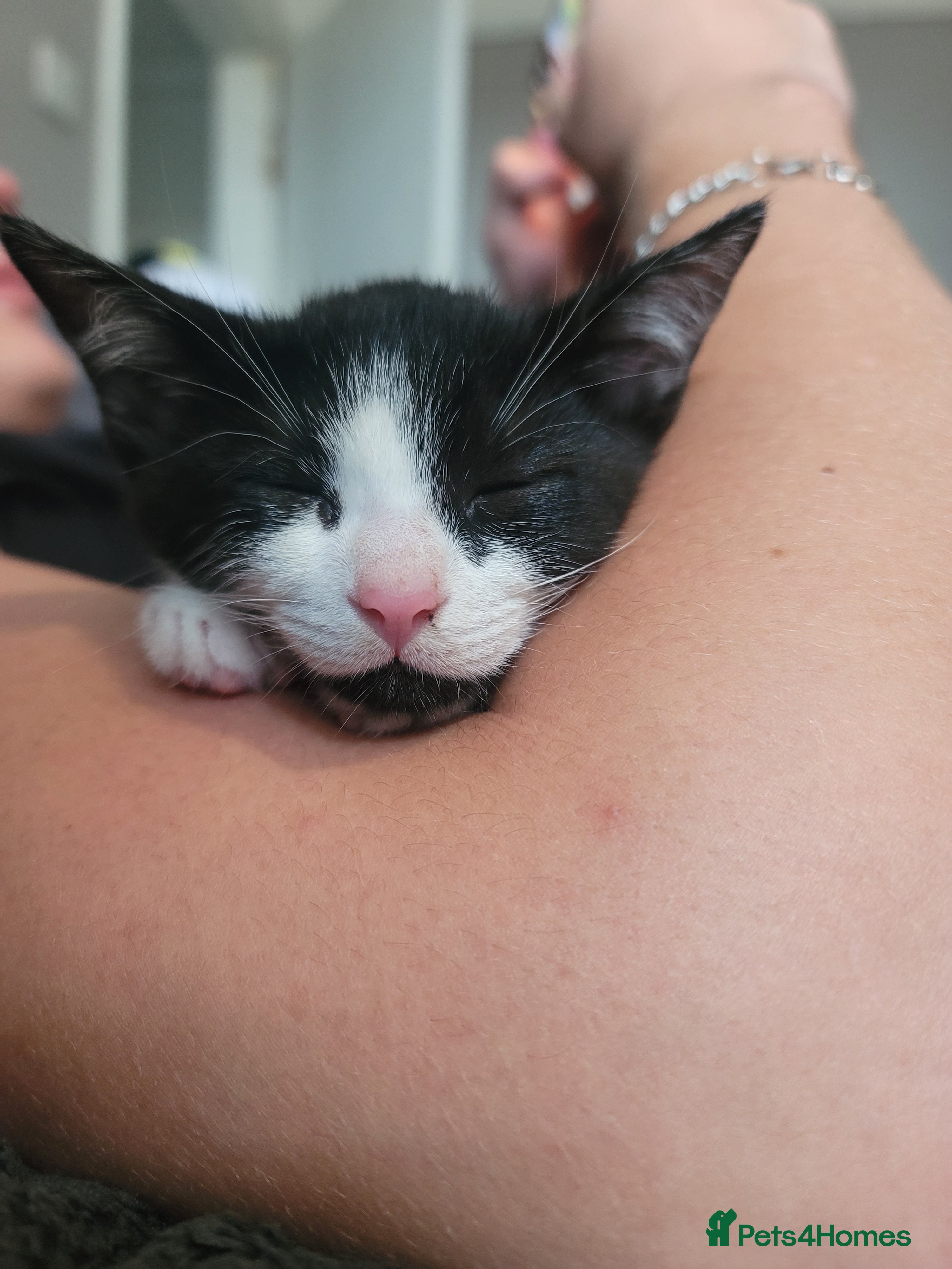 Mixed Breed cats Female Mixed Breed  - Advert 20