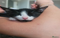 Mixed Breed cats for sale: Female Mixed Breed  - Image 1