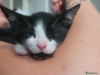 Mixed Breed cats - Advert 27