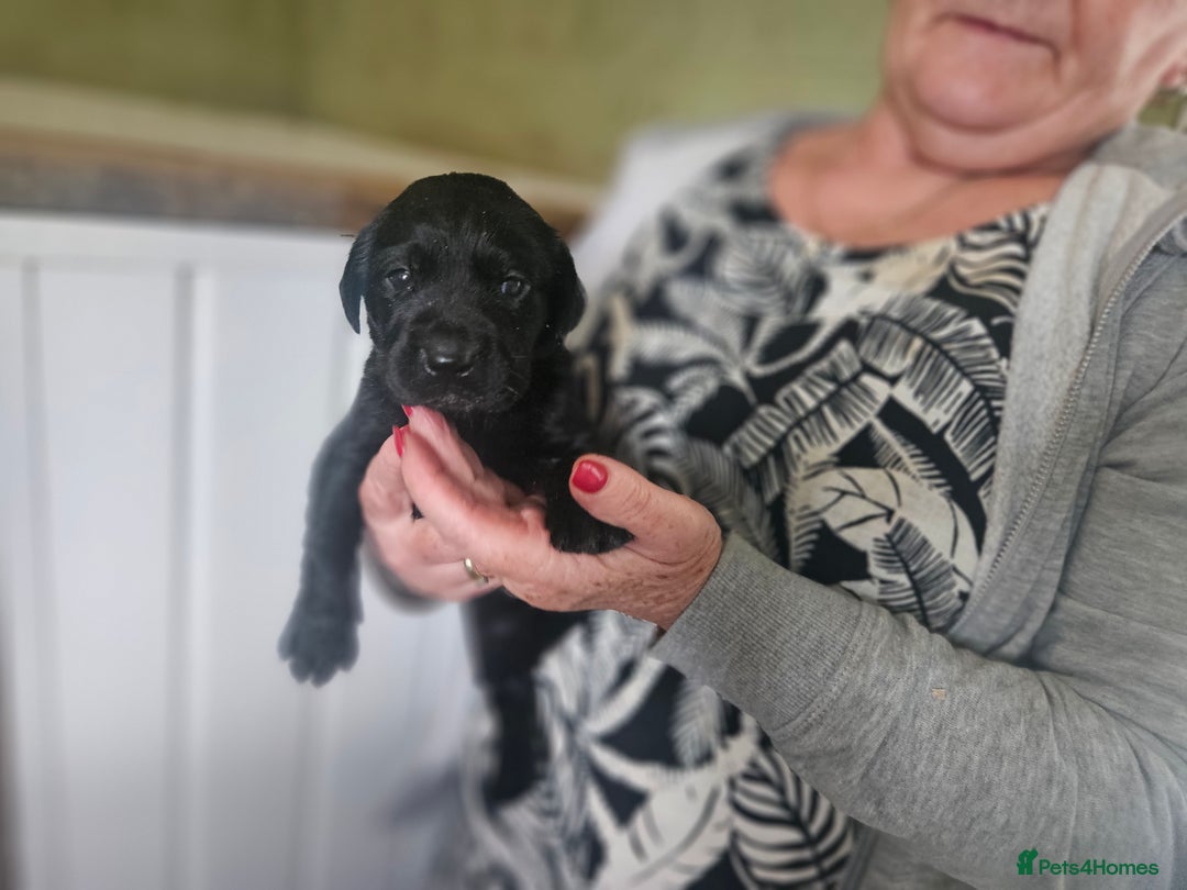 Labrador Retriever dogs for sale: Black labrador puppies - Advert 1