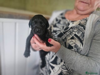Labrador Retriever dogs Black labrador puppies - Advert 2