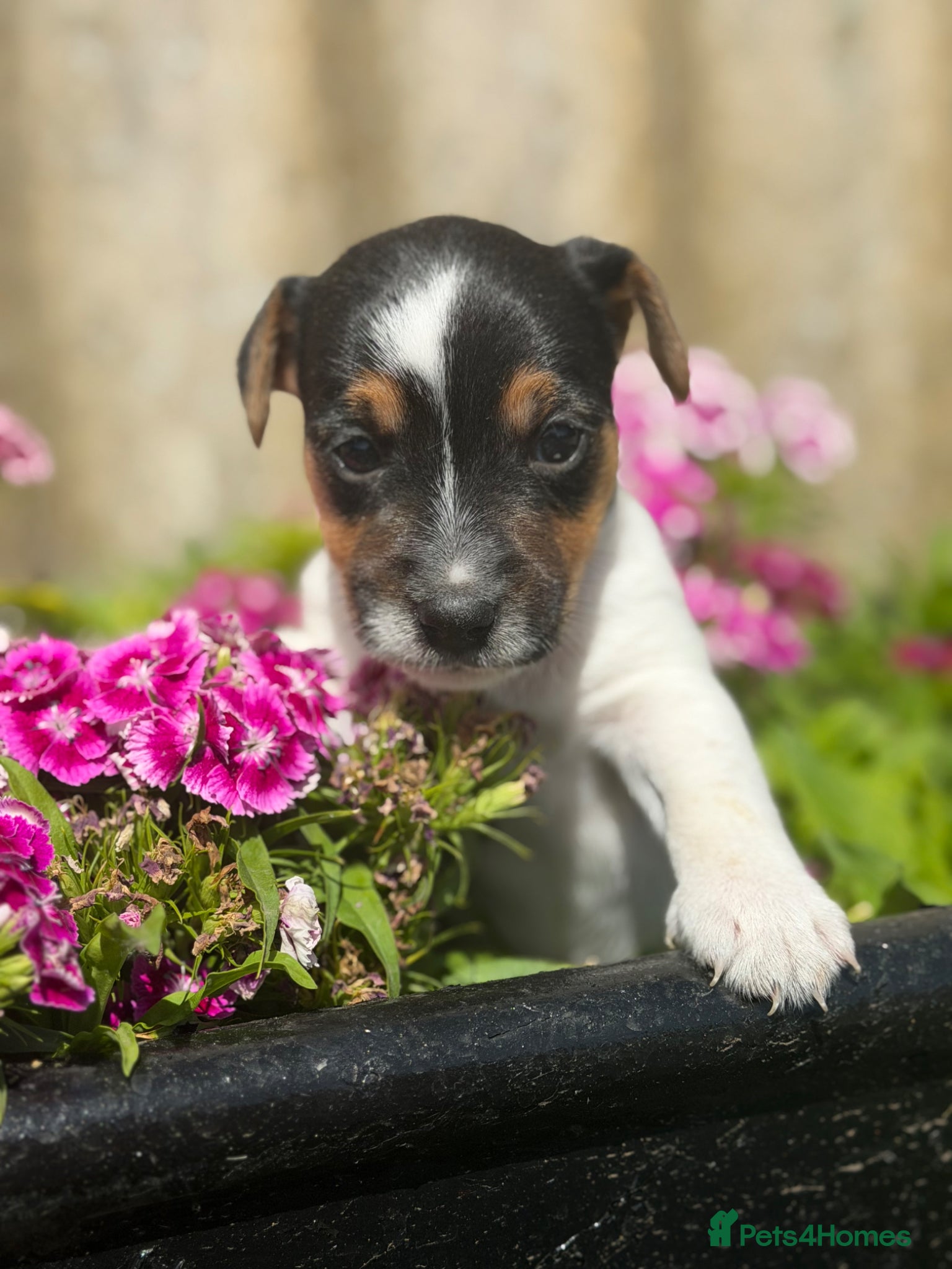 Jack Russell dogs Gorgeous Jack Russell puppies - Advert 1