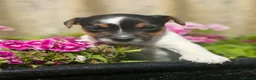 Jack Russell dogs for sale: Gorgeous Jack Russell puppies - Advert 1