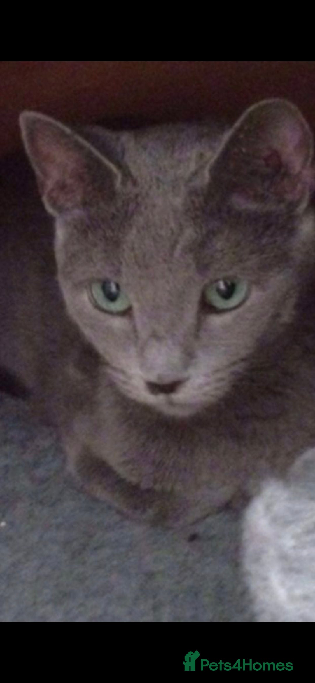 Russian Blue cats for sale: Full pedigree R/B girl  - Advert 6