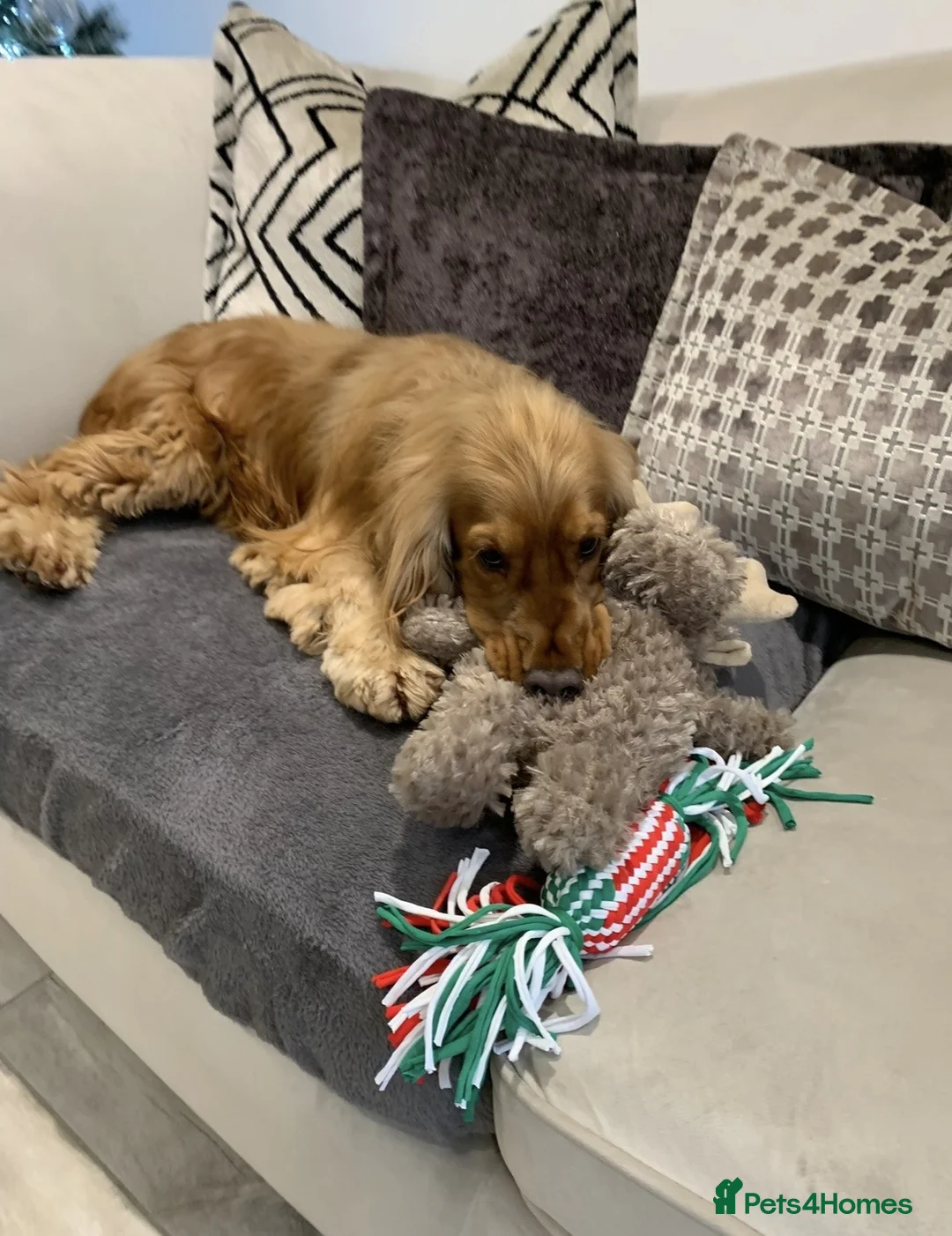 Cocker Spaniel dogs for sale: 5-Year-Old Show Cocker Spaniel – Bentley (FREE) - Advert 10
